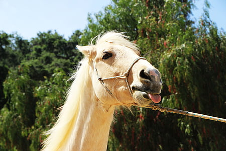 close up photography of brown horse with leash thumbnail