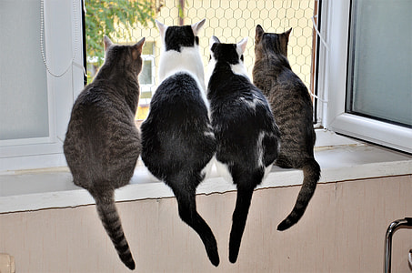 photo of tabby cats looking outside window thumbnail