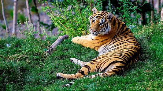 laying tiger on grass at daytime thumbnail