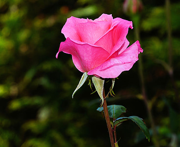 macro photograph of pink rose thumbnail