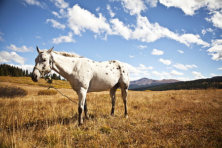 white horse thumbnail
