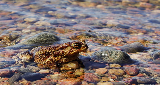 Close-Up photography of Frog thumbnail