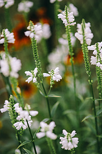 Flowers, fruits and vegetables in the garden thumbnail