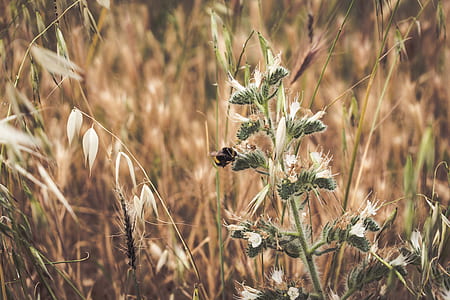 selective focus photography of green grass thumbnail