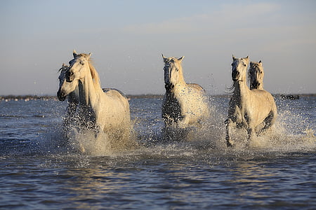 herd of horse running in water during daytime thumbnail