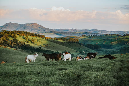 assorted-color cows thumbnail