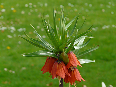 orange crown imperial lily thumbnail