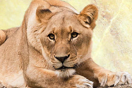 photo of brown lioness thumbnail