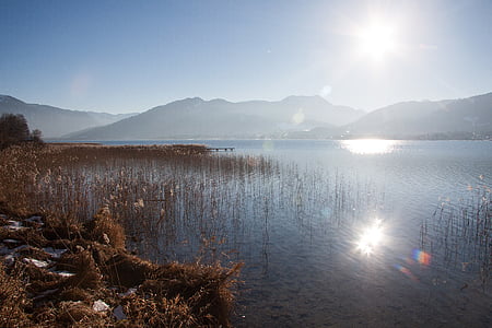 brown plants growing on body of water with mountain background thumbnail