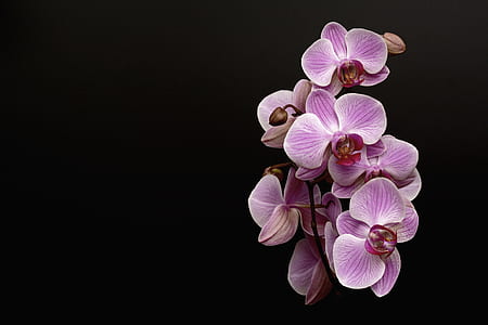 shallow focus photography of purple flowers thumbnail