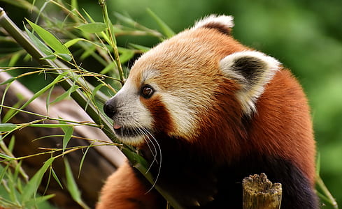 red panda holding bamboo plant thumbnail