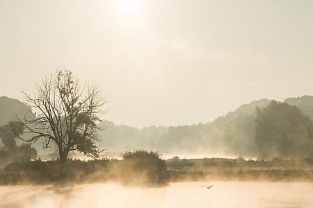 landscape photo of soaring bird near tree surrounded by mist thumbnail