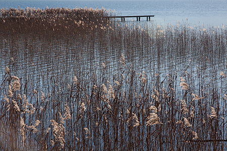 flowers on body of water near dock during day thumbnail
