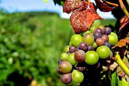 selective focus photograph of green grapes thumbnail