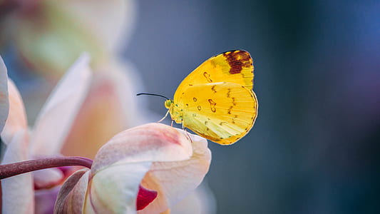 selective-focus photography of yellow sulfur butterfly perched on pink flower thumbnail