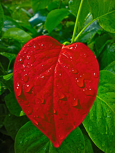 red leaf close up photo with dew drops thumbnail