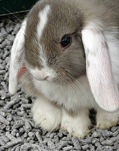 gray and white rabbit on gray gravel thumbnail