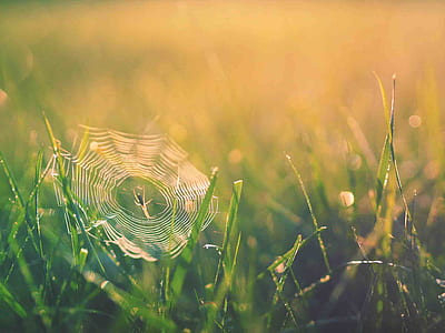 spider on spider web near grass during daytime thumbnail
