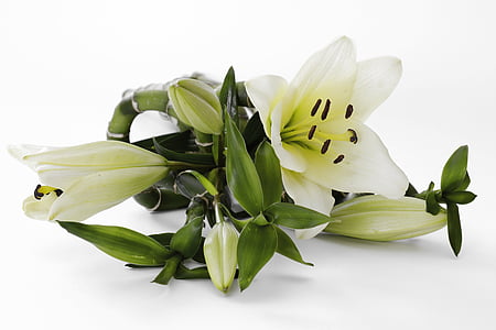 green and white flowers thumbnail