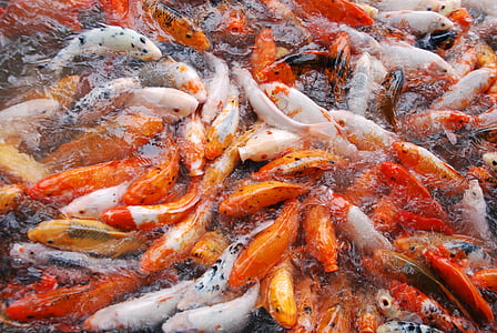 school of Koi thumbnail