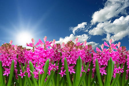 pink jasmine flower plants and cloudy blue sky thumbnail