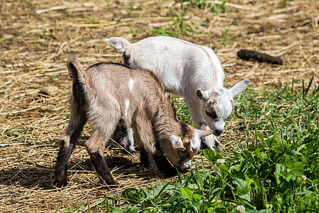 two brown and white goat kids eating grass thumbnail