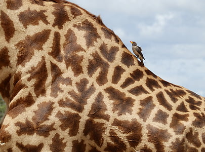 bird perching on giraffe back thumbnail