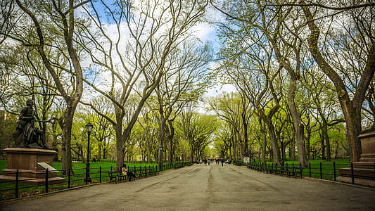 road surrounded by bare trees thumbnail