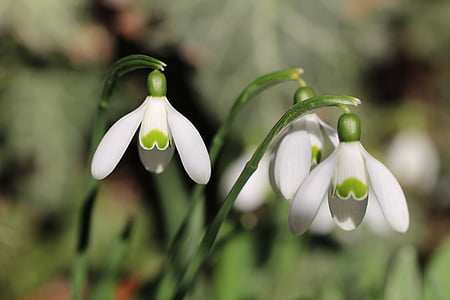 selective focus photography of three white-petaled flowers thumbnail