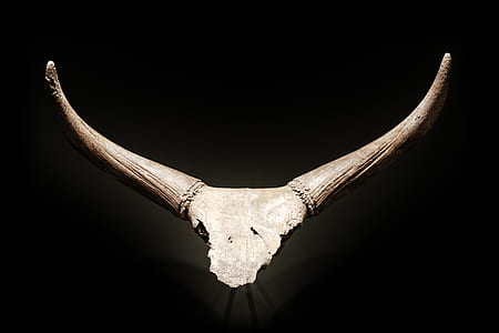 animal horn decor thumbnail
