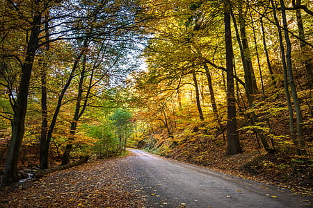 road under trees taken at daytime thumbnail