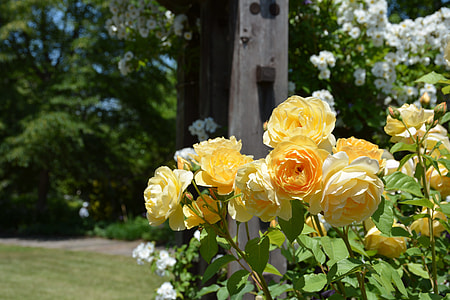 Rose, Yellow Roses thumbnail