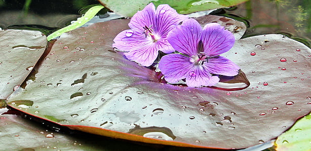 two purple flowers on brown leaf thumbnail