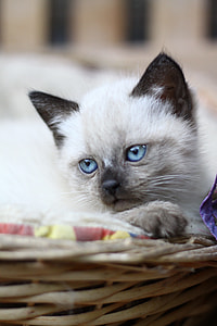 Siamese kitten on wicker bed in close-up photography thumbnail