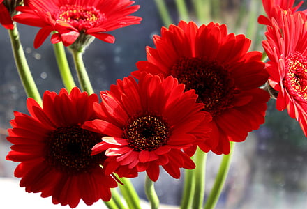 red daisy flowers close up photography thumbnail