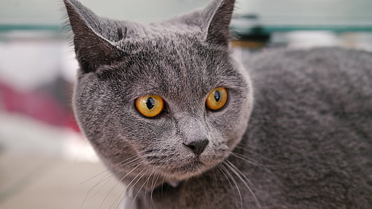 Russian blue cat thumbnail