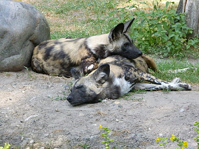 two African wild dogs lying on ground during daytime thumbnail