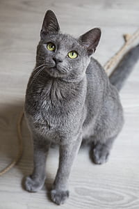 gray cat thumbnail