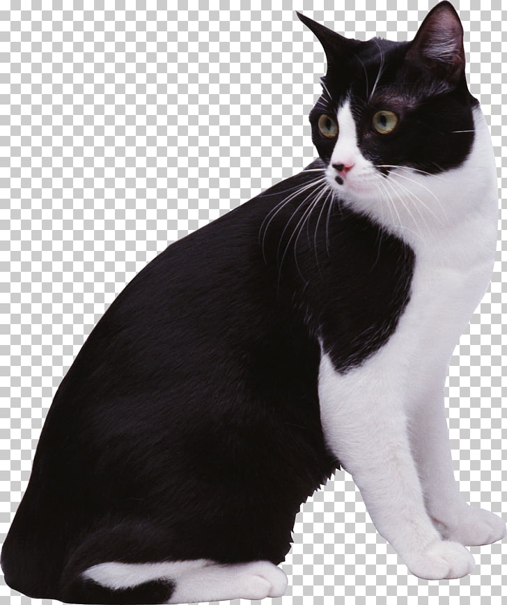 Black Cat European Shorthair Aegean Cat Manx Cat American Wirehair