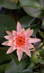close-up photo of pink lotus flower in bloom thumbnail
