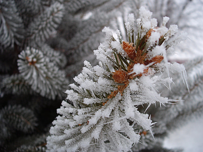 close up photography of pine tree thumbnail