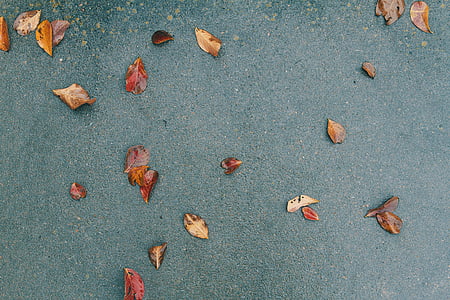 brown leaves on black sand taken at daytime thumbnail