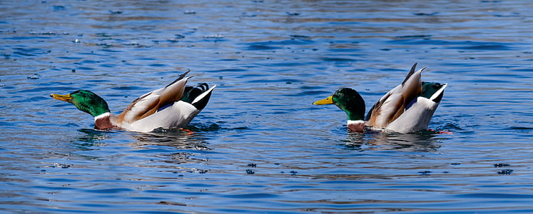 two mallard ducks thumbnail