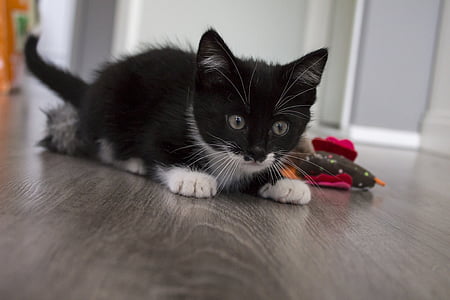 black and white kitten on board thumbnail