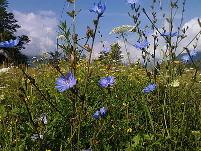 purple petaled flowers thumbnail