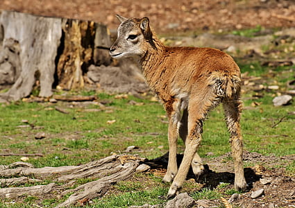 brown goat thumbnail