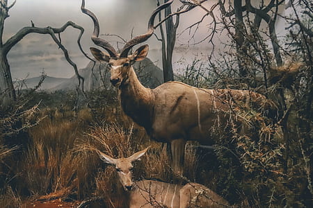 photo of two brown deer on grass thumbnail