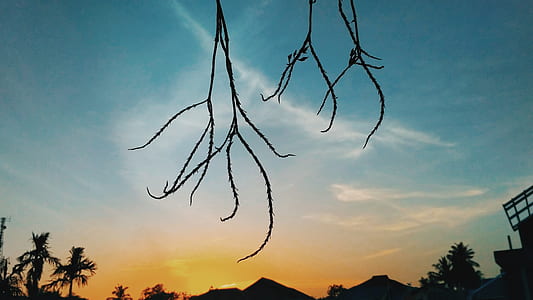silhouette of branches during golden hour thumbnail