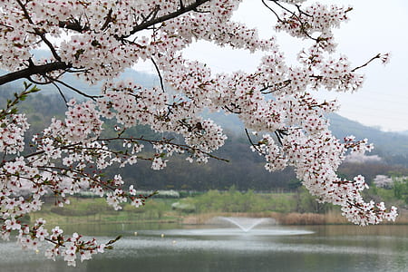 selective focus photographed of white cherry blossom tree thumbnail