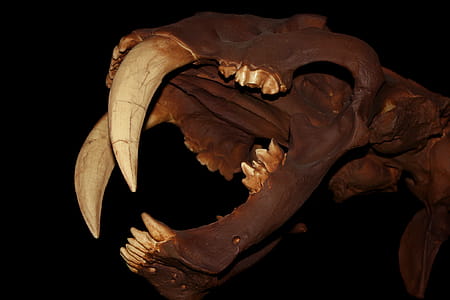 Smilodon - Skull - Saber-Toothed Cat thumbnail